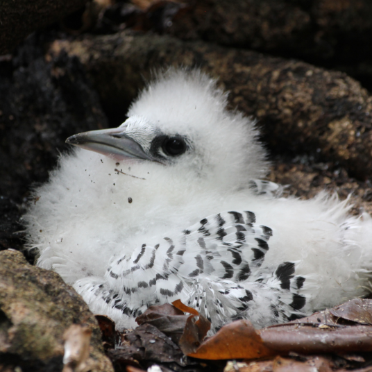 payanke chick