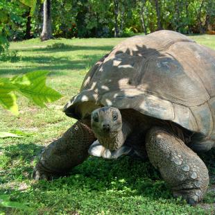 Giant Tortoise