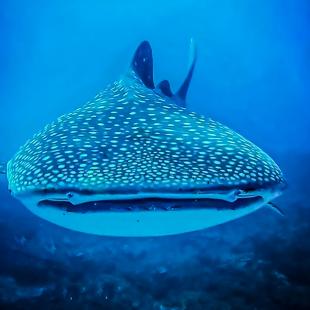 whale shark