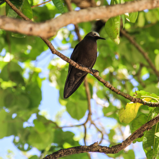 birds of seychelles
