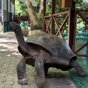 giant land tortoise